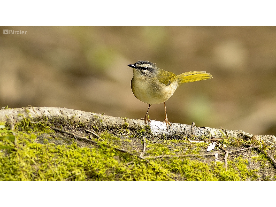 Myiothlypis rivularis