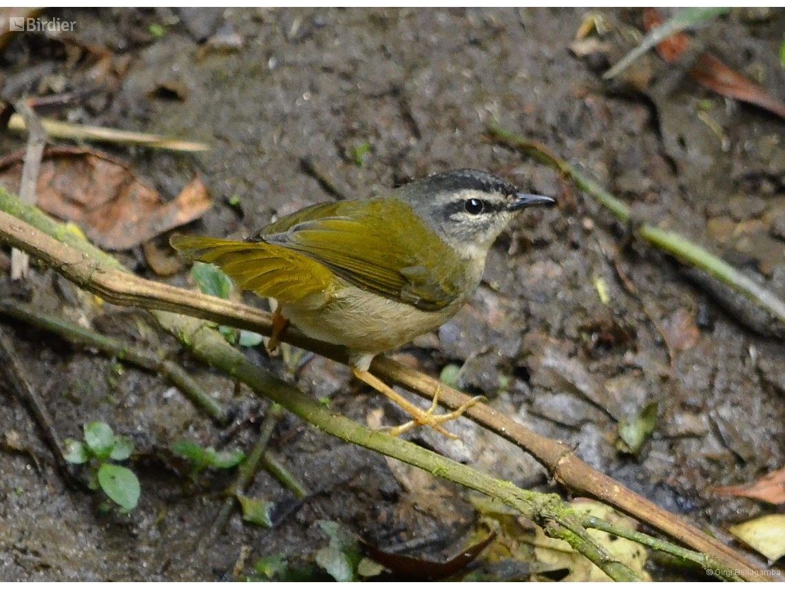 Myiothlypis rivularis