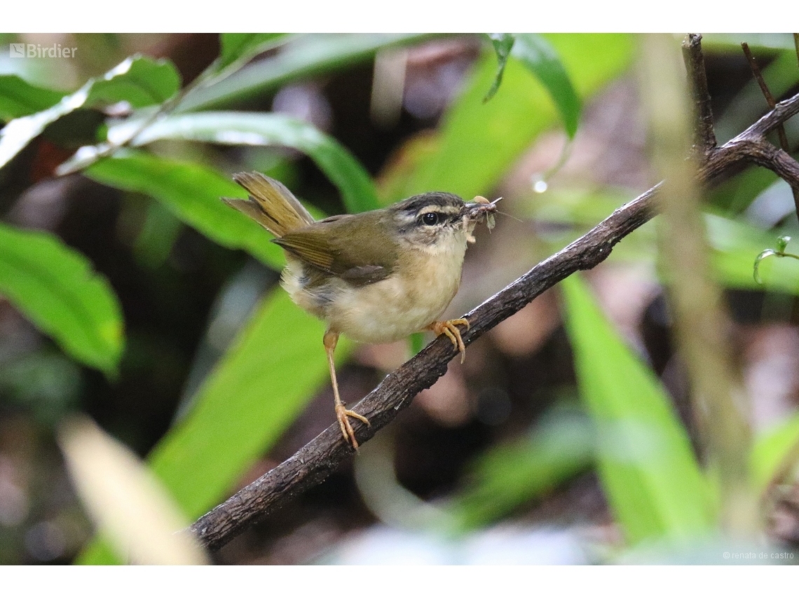 Myiothlypis rivularis