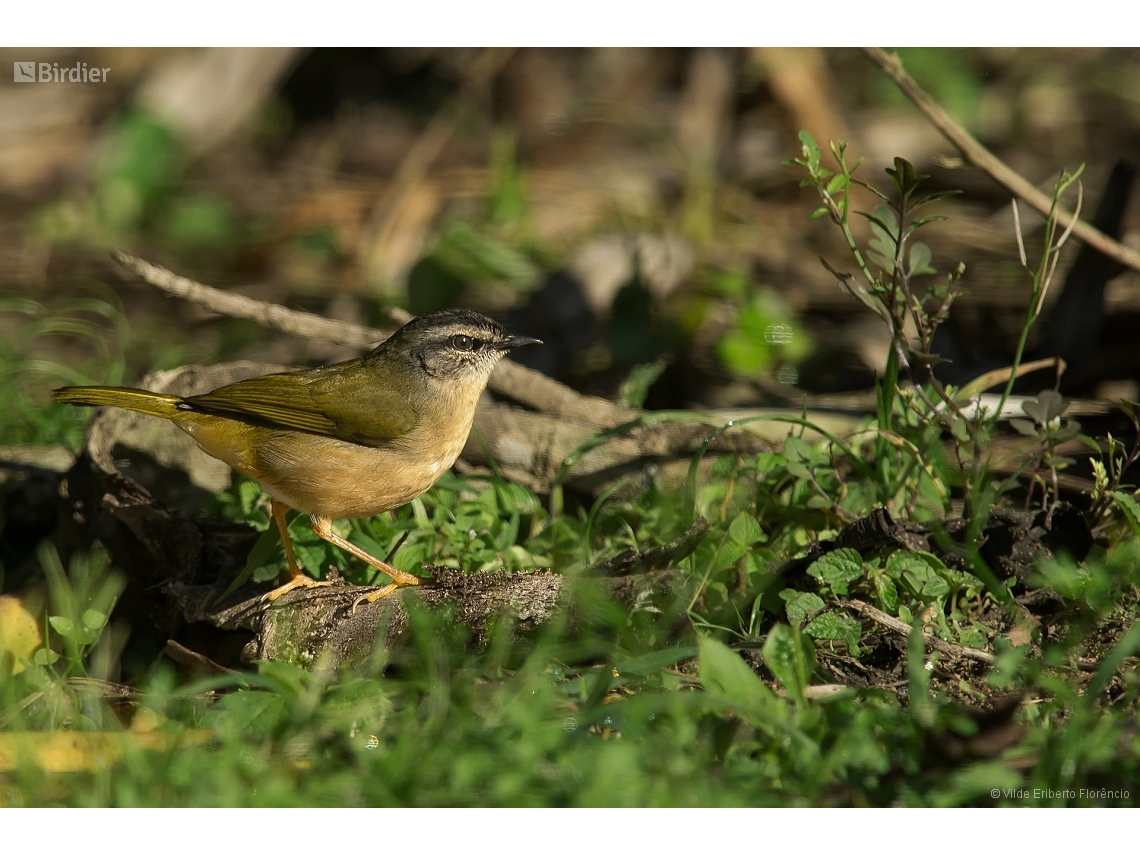 Myiothlypis rivularis