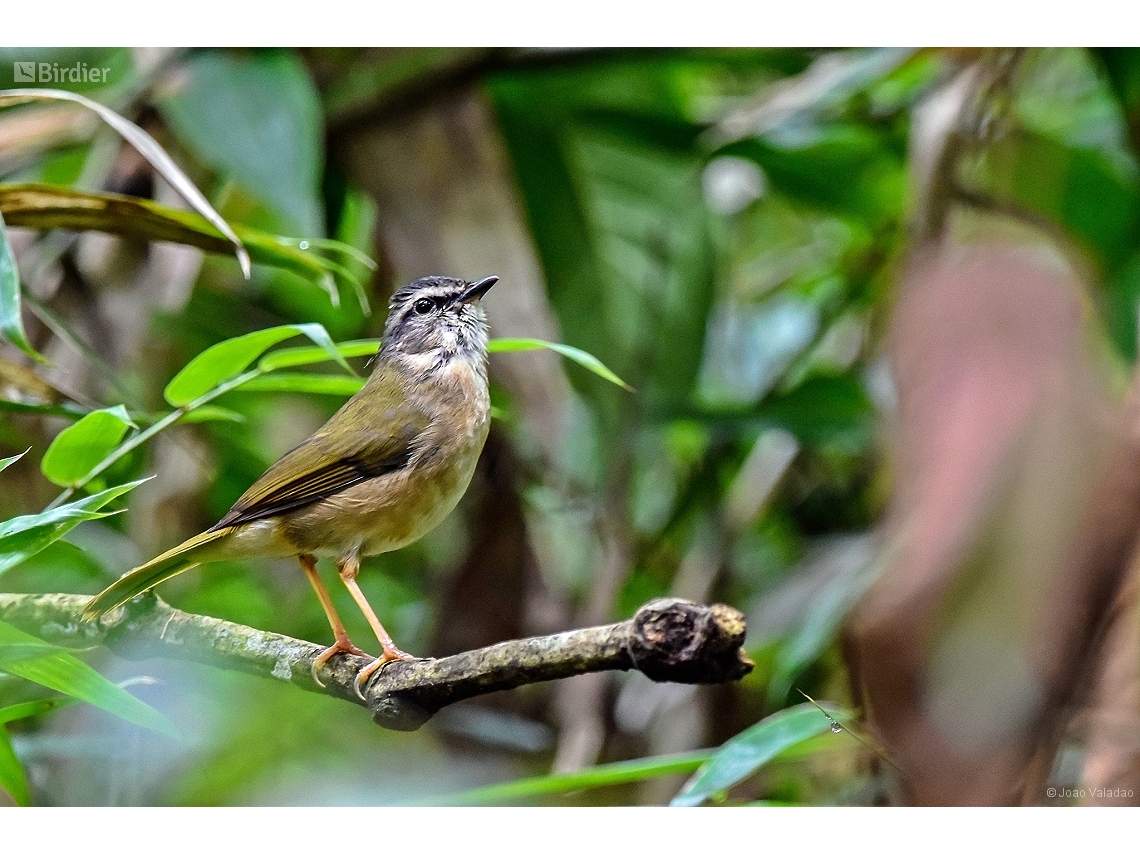 Myiothlypis rivularis