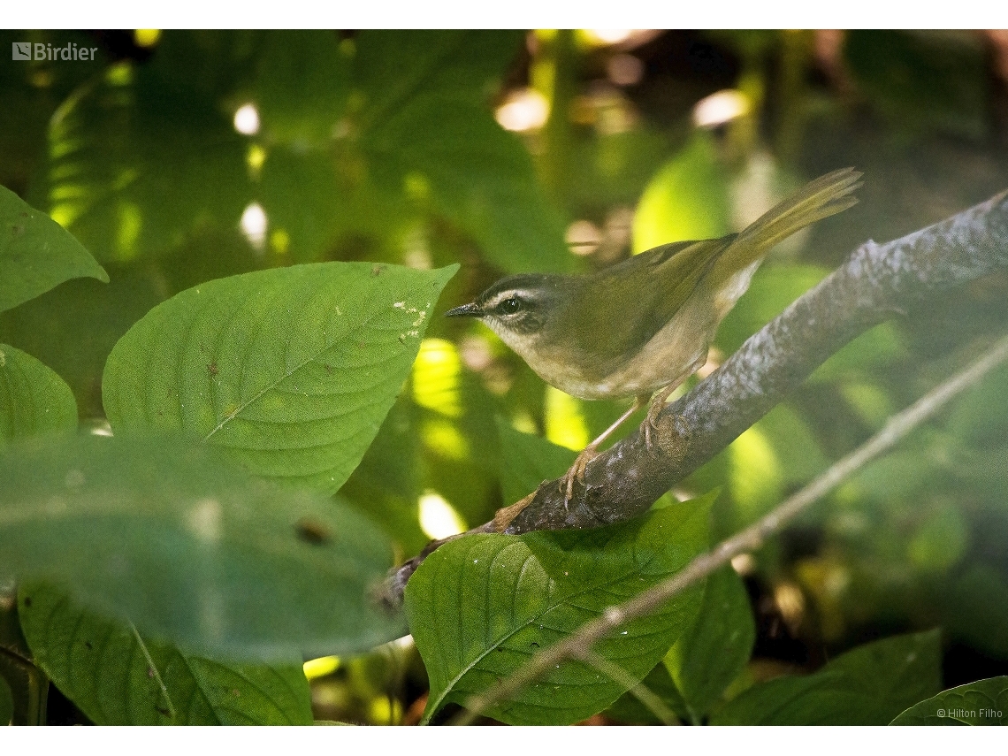 Myiothlypis rivularis