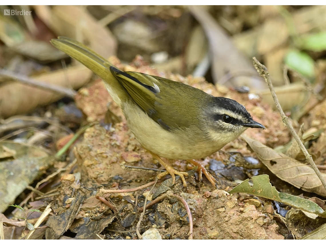 Myiothlypis rivularis