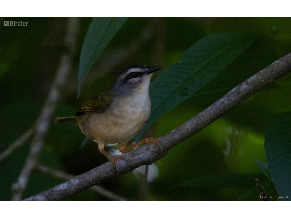 Myiothlypis rivularis