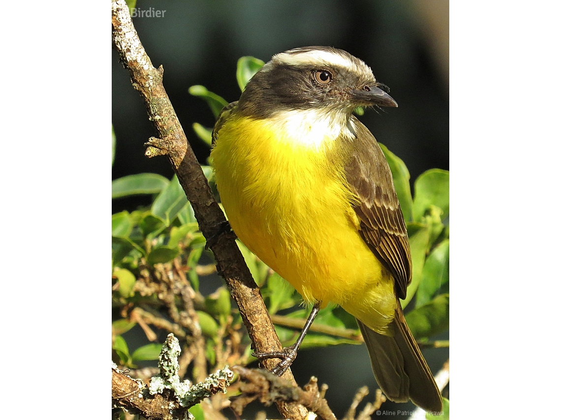 Myiozetetes similis