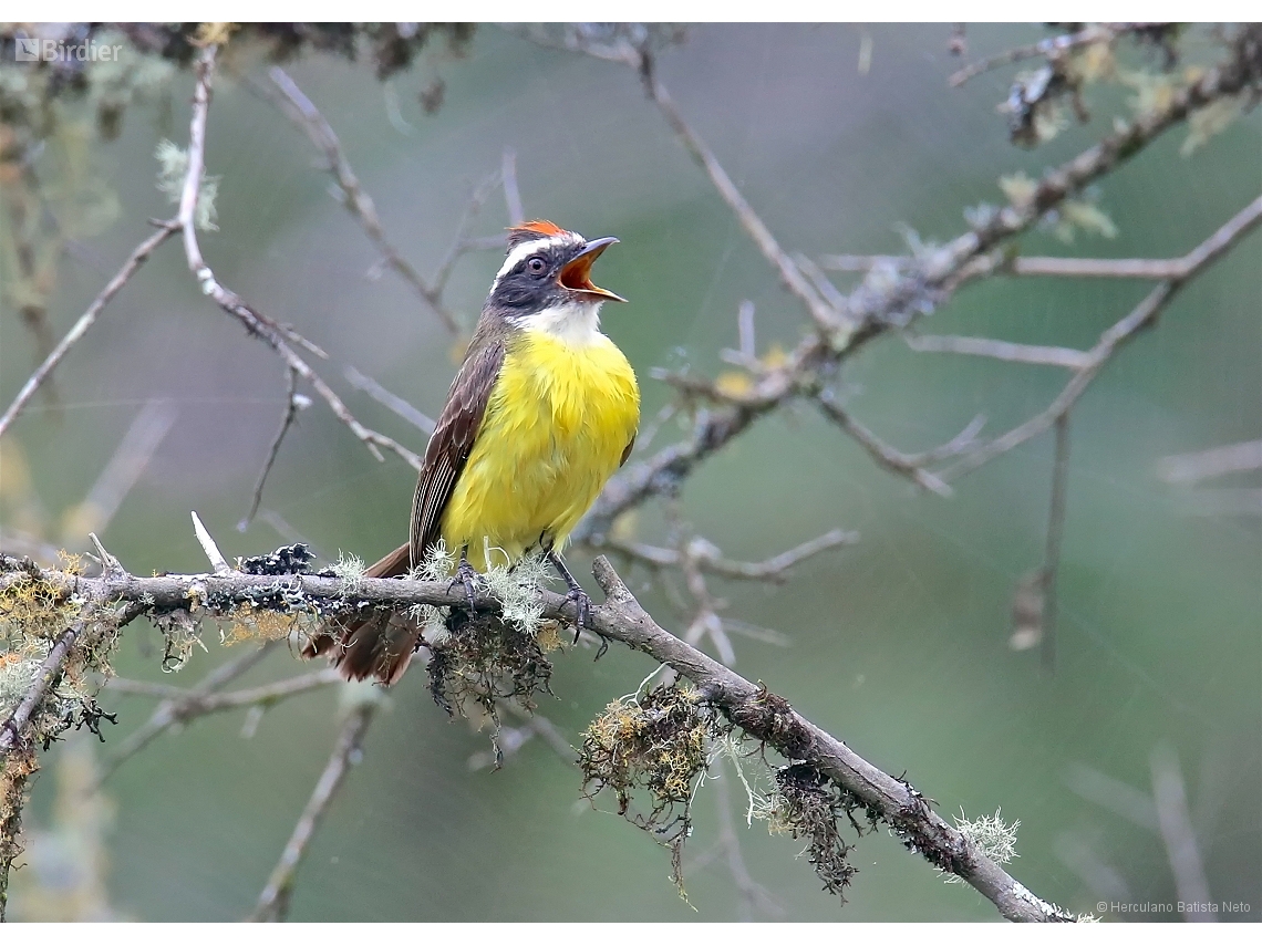 Myiozetetes similis