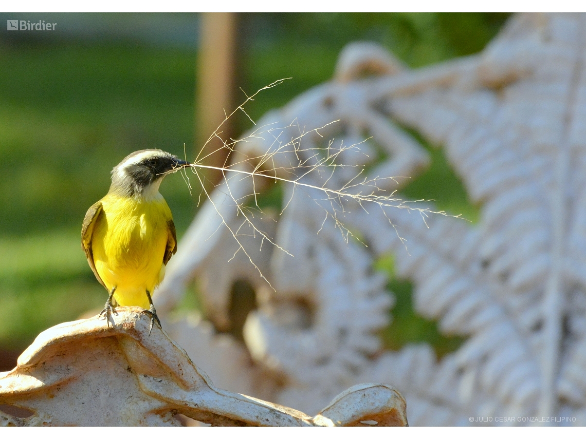 Myiozetetes similis