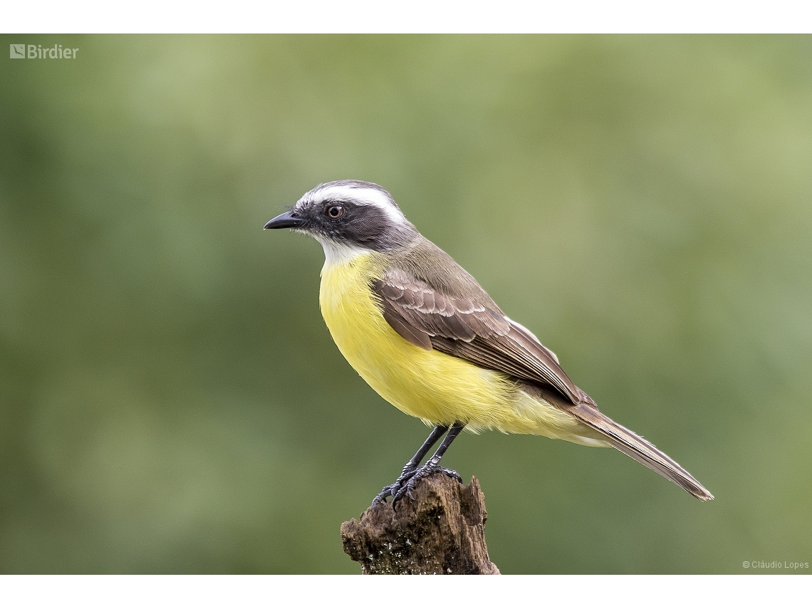 Myiozetetes similis