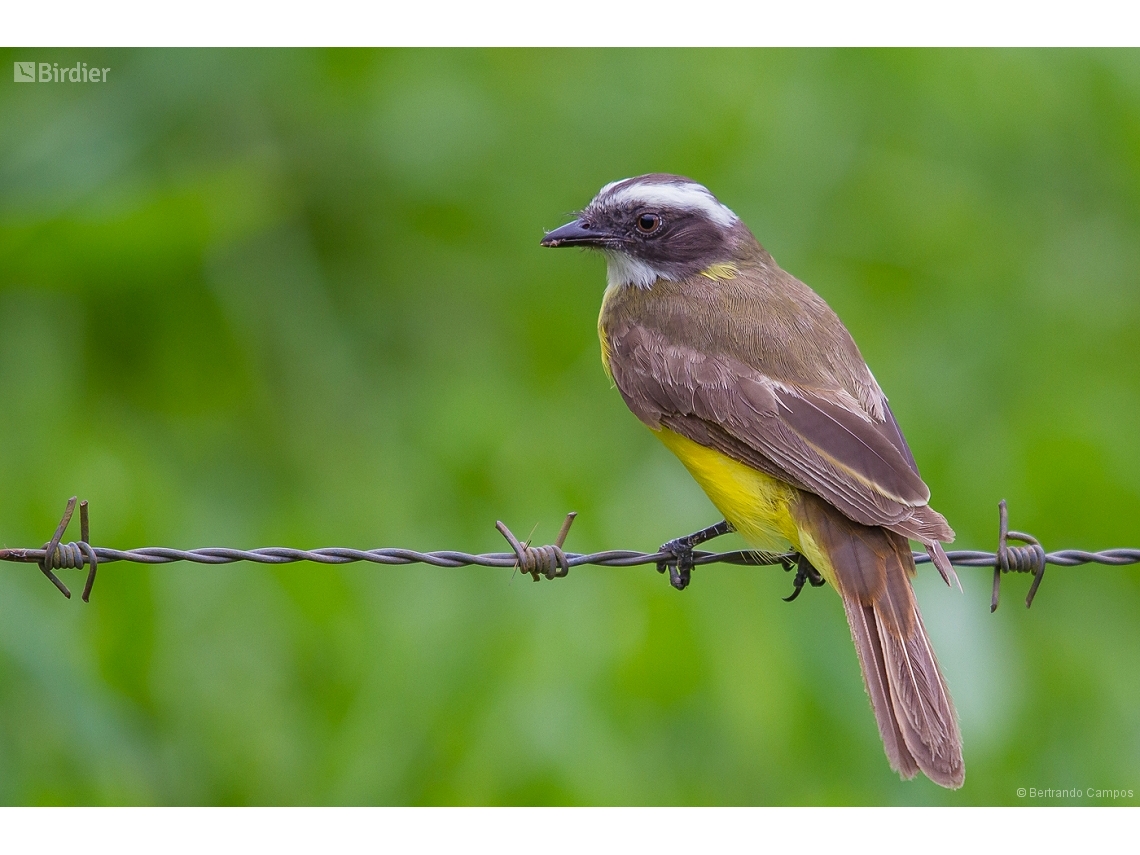 Myiozetetes similis