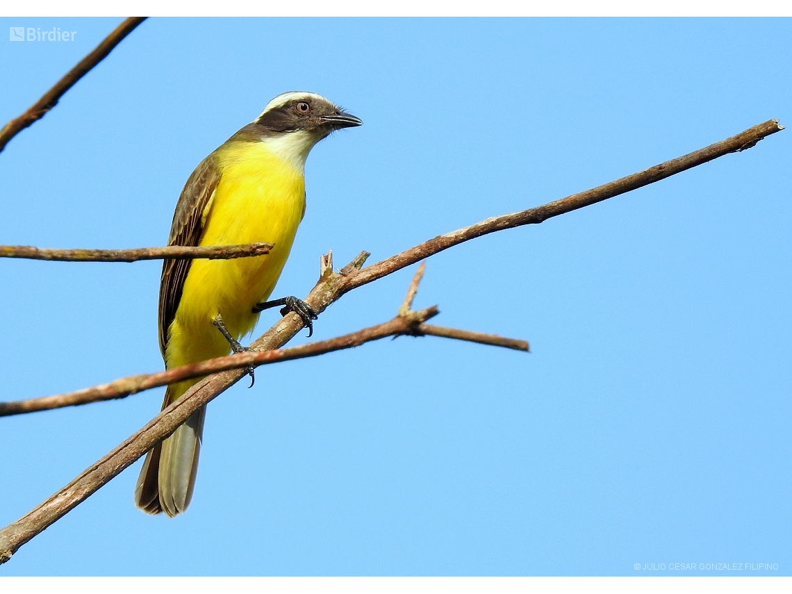 Myiozetetes similis