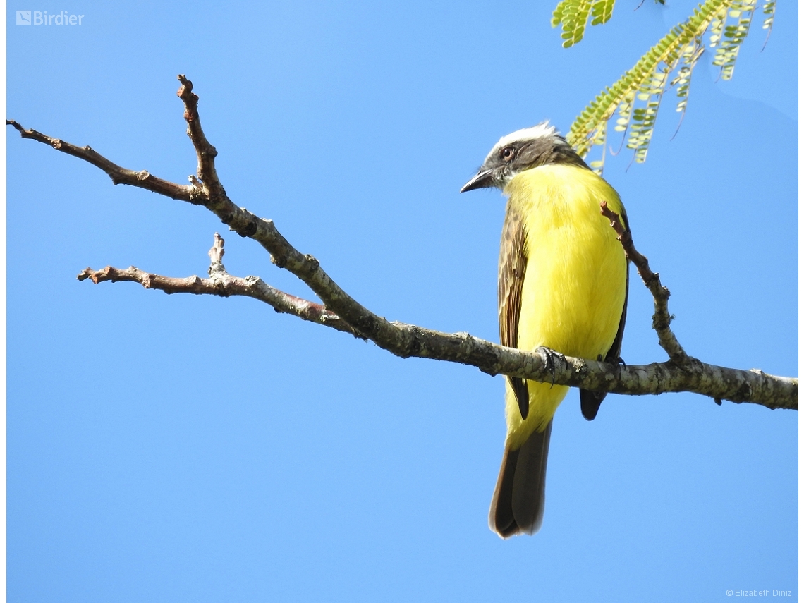 Myiozetetes similis