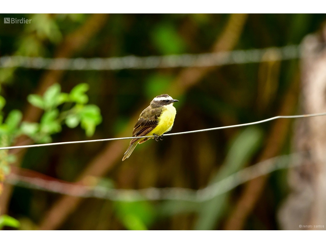 Myiozetetes similis