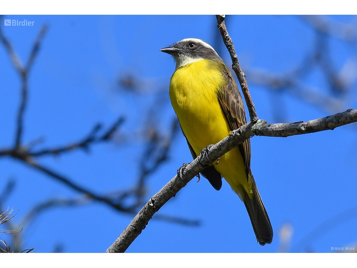 Myiozetetes similis