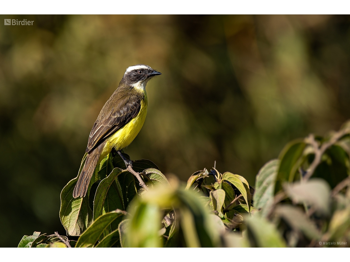 Myiozetetes similis