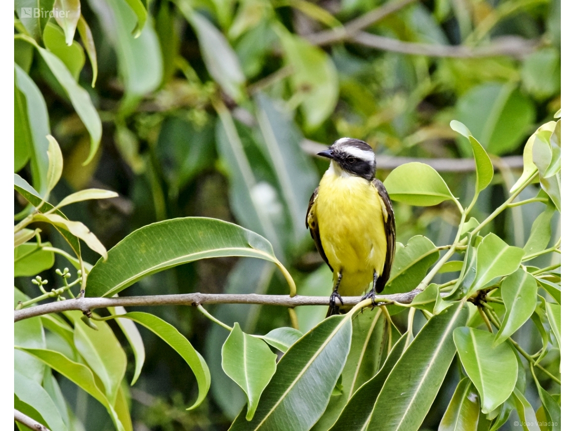 Myiozetetes similis