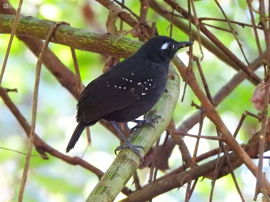 Myrmelastes hyperythrus