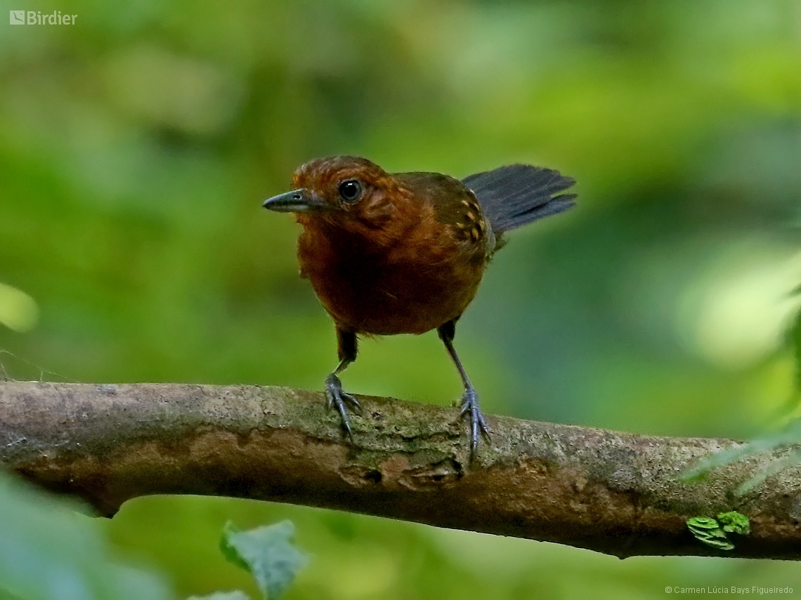 Myrmelastes schistaceus