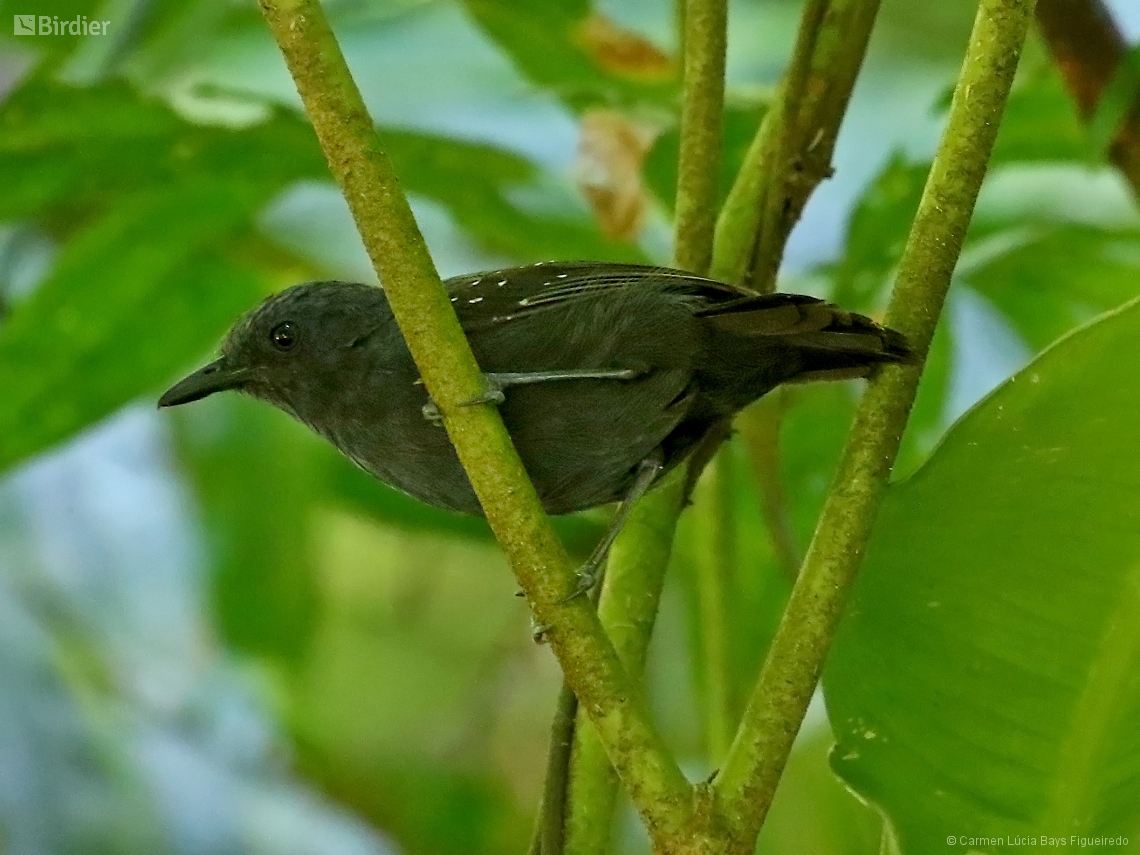 Myrmelastes schistaceus