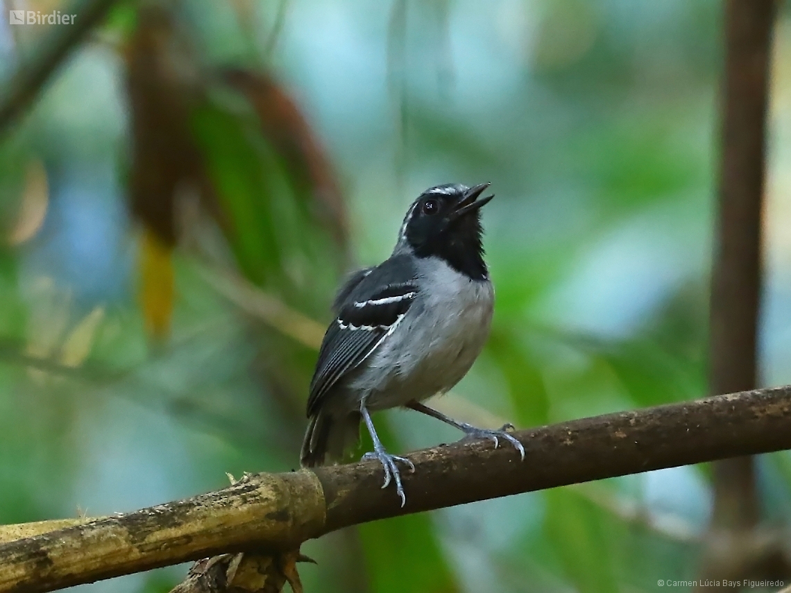 Myrmoborus myotherinus