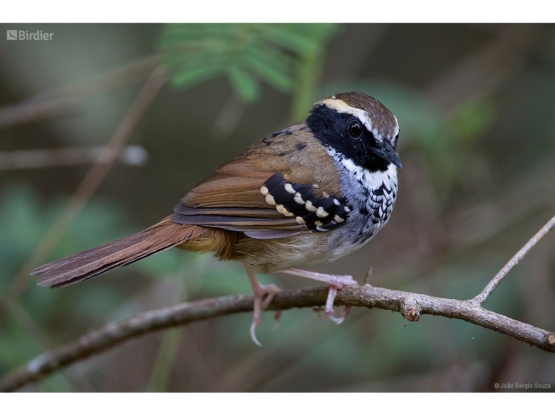 Myrmoderus loricatus