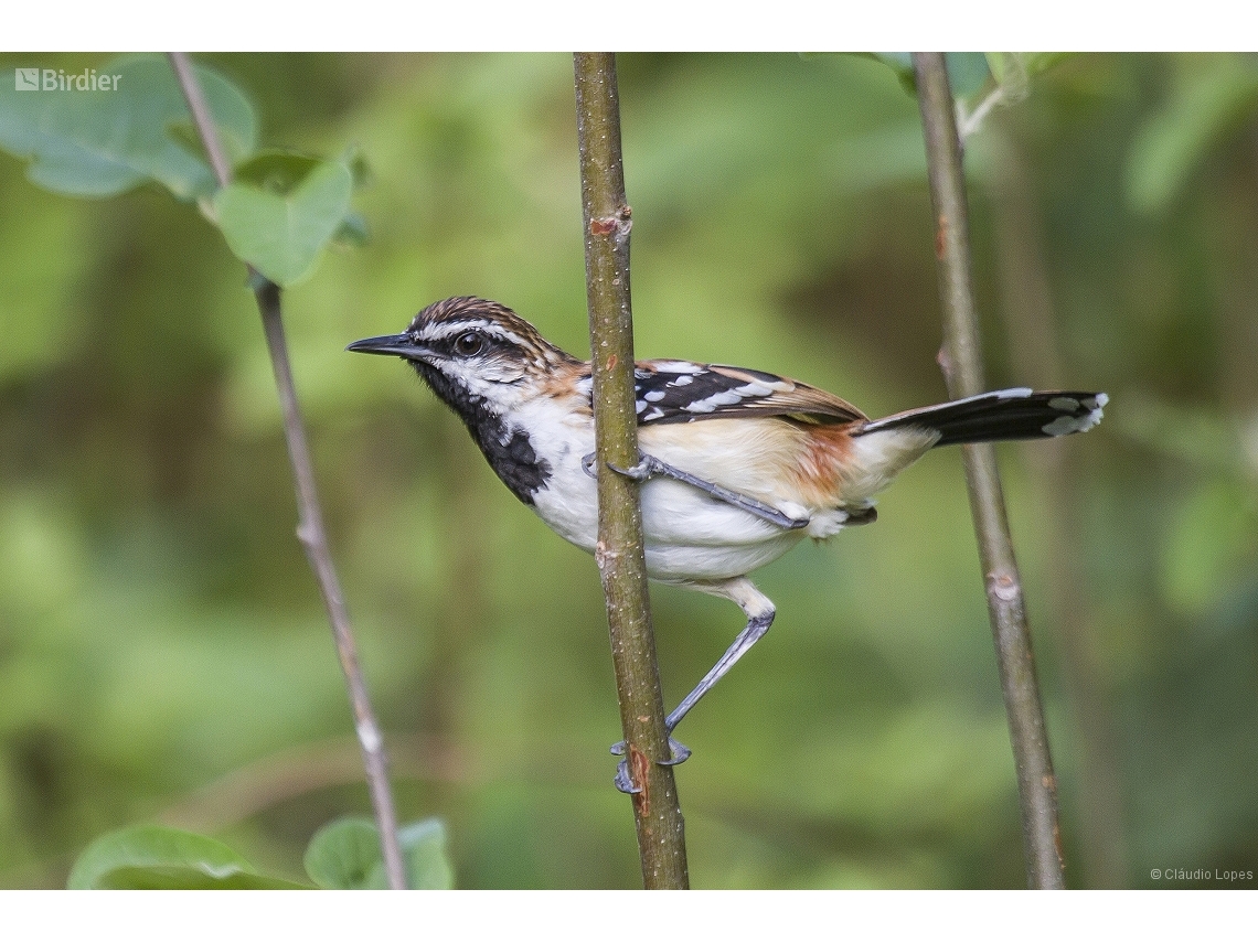Myrmorchilus strigilatus