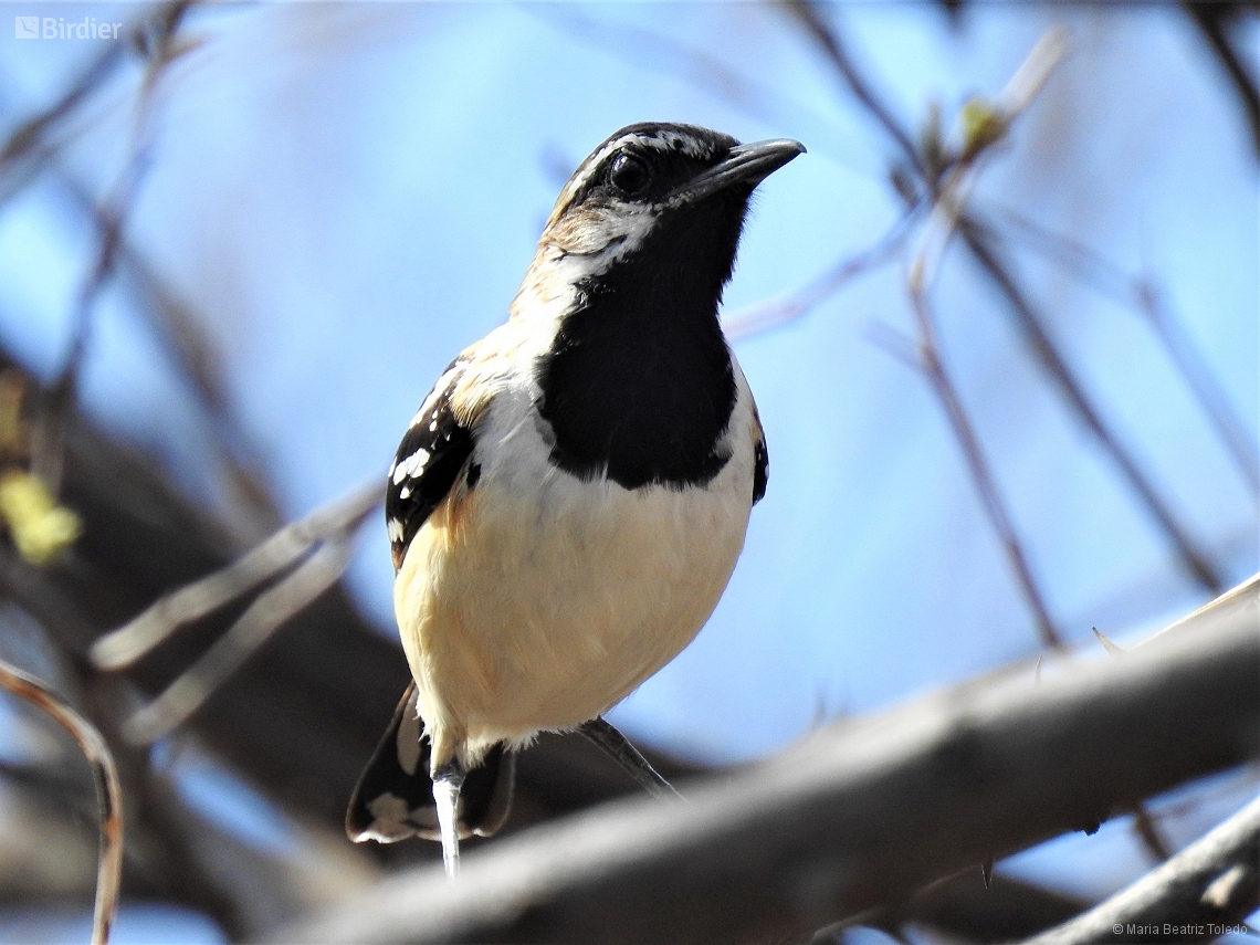 Myrmorchilus strigilatus