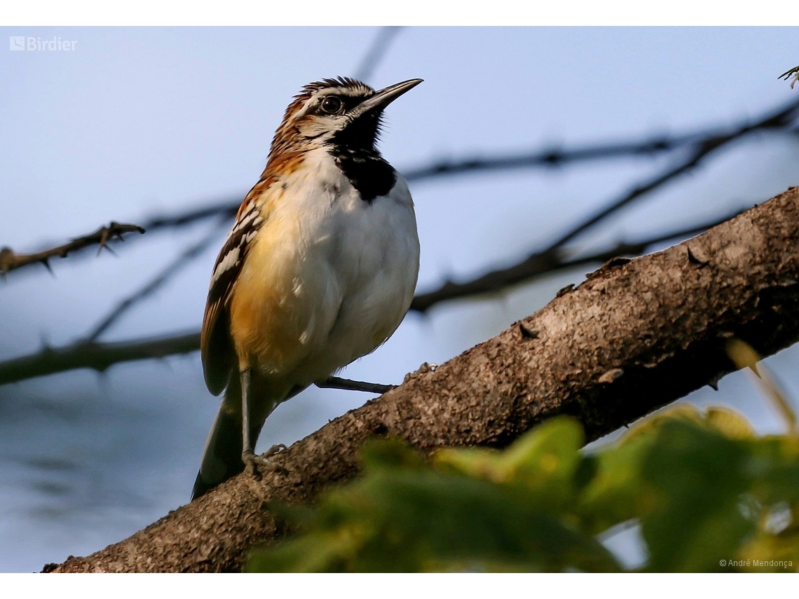 Myrmorchilus strigilatus