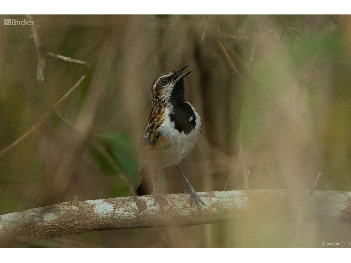Myrmorchilus strigilatus