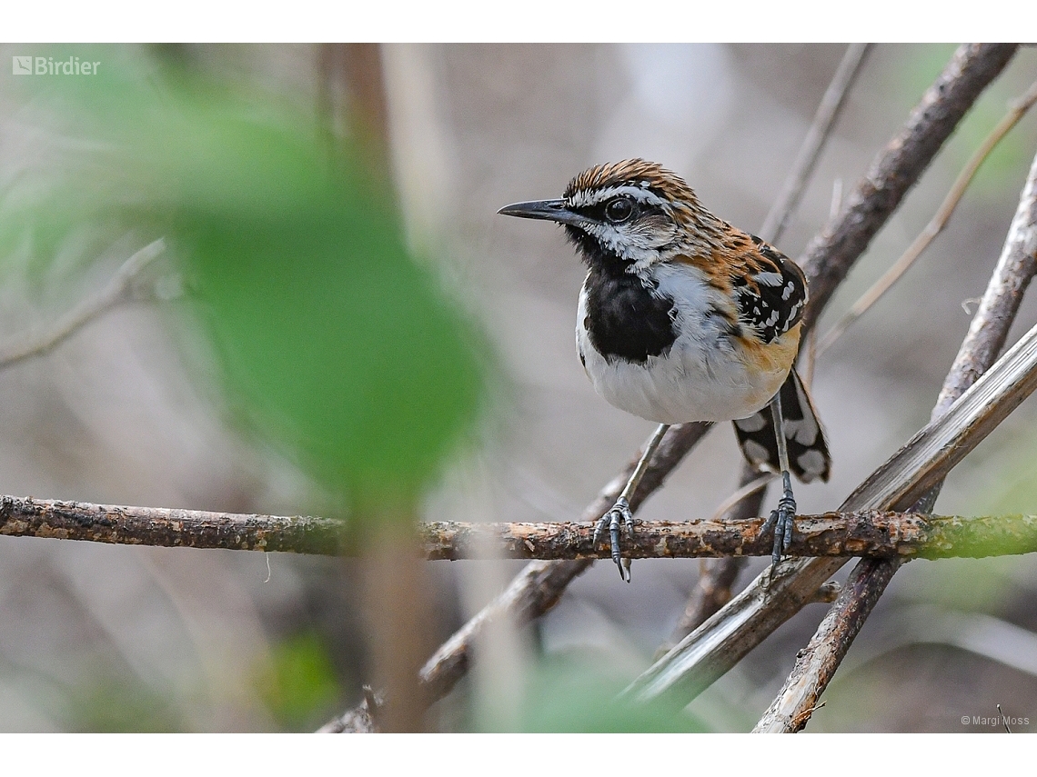 Myrmorchilus strigilatus