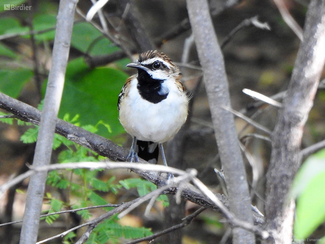 Myrmorchilus strigilatus