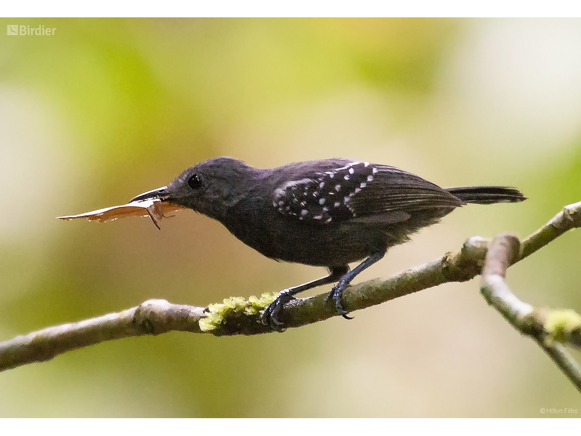 Myrmotherula axillaris