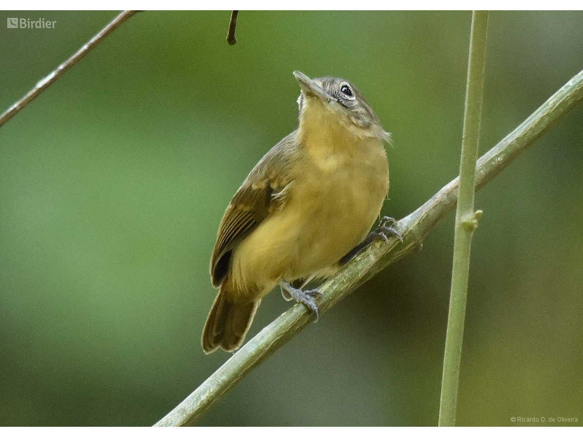 Myrmotherula axillaris