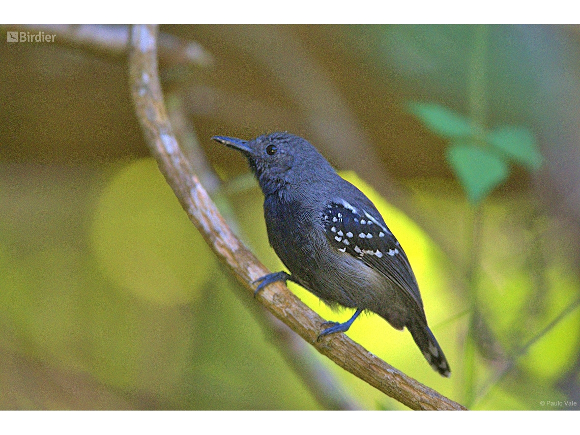 Myrmotherula axillaris