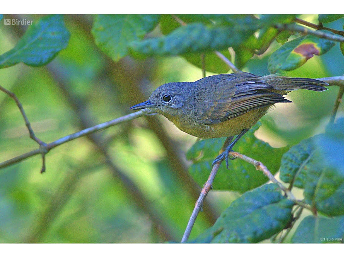 Myrmotherula axillaris