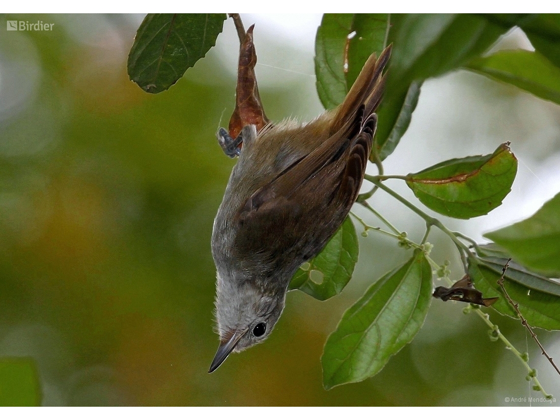 Myrmotherula unicolor