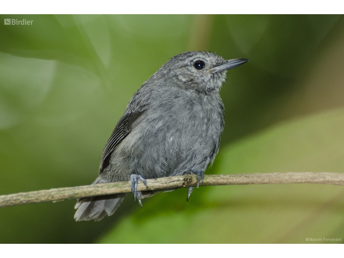 Myrmotherula unicolor