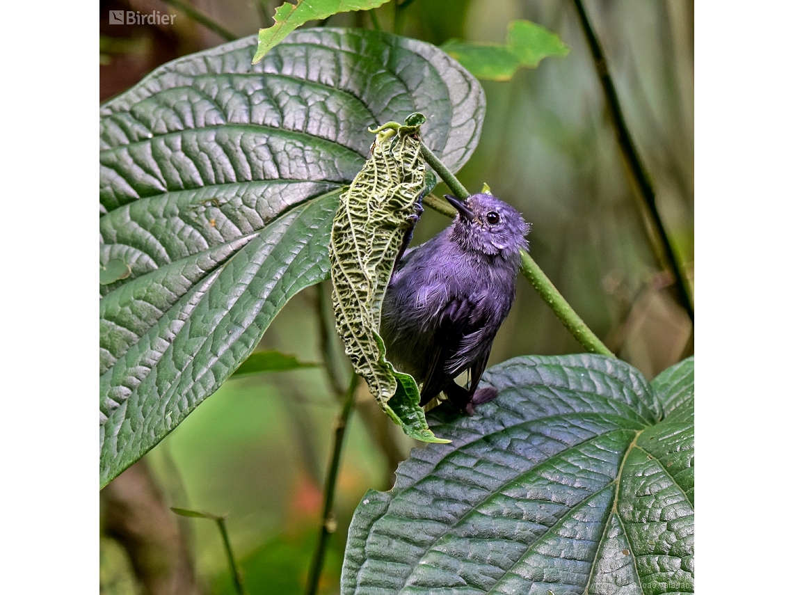 Myrmotherula unicolor