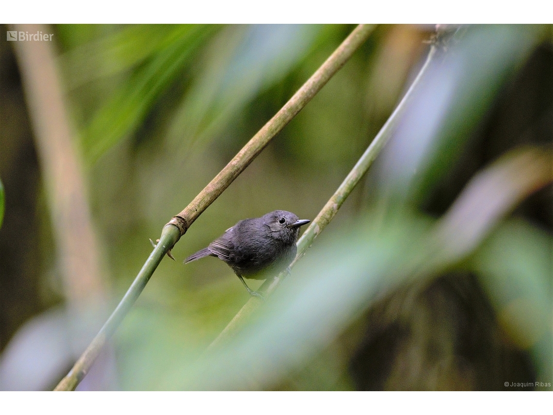 Myrmotherula unicolor