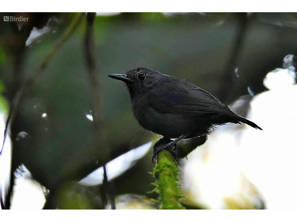 Myrmotherula unicolor