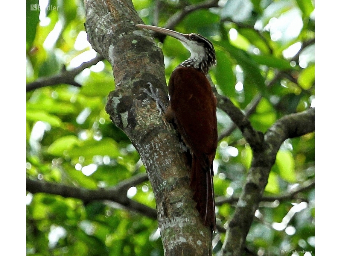 Nasica longirostris