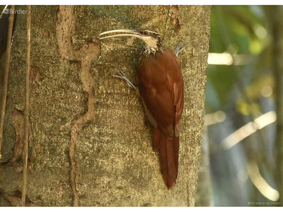 Nasica longirostris