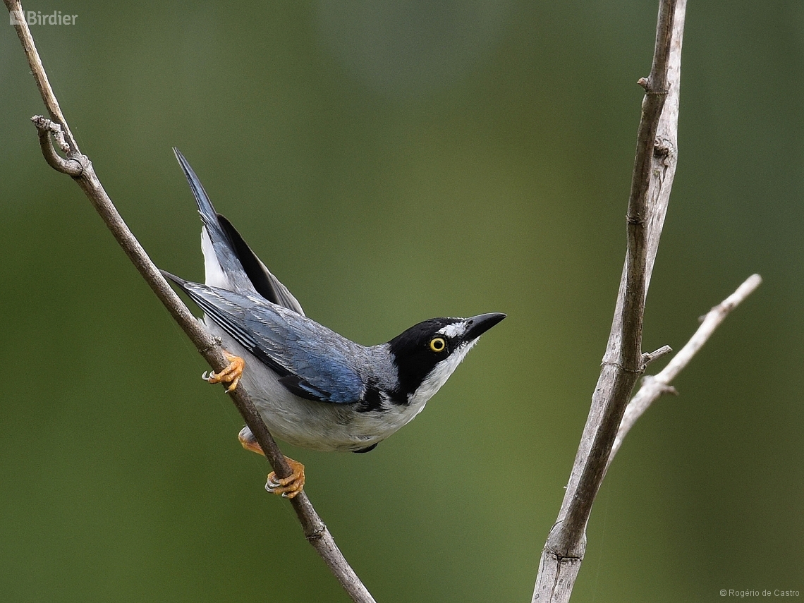 Nemosia pileata