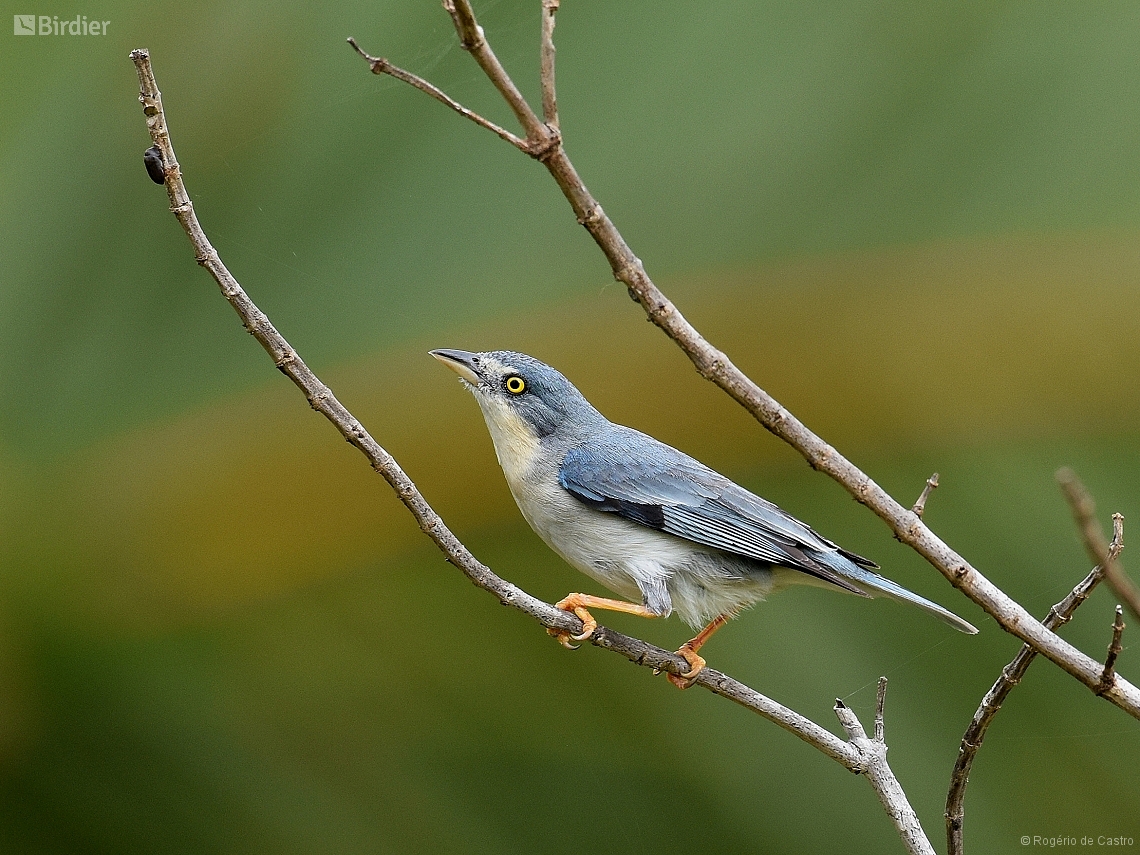 Nemosia pileata