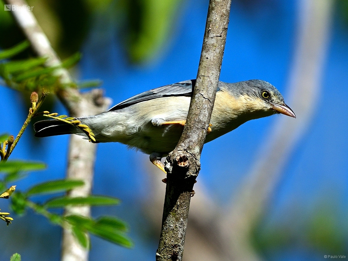 Nemosia pileata