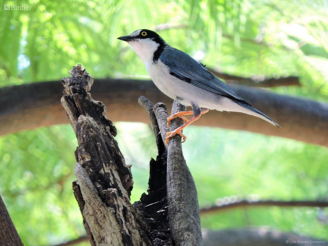 Nemosia pileata