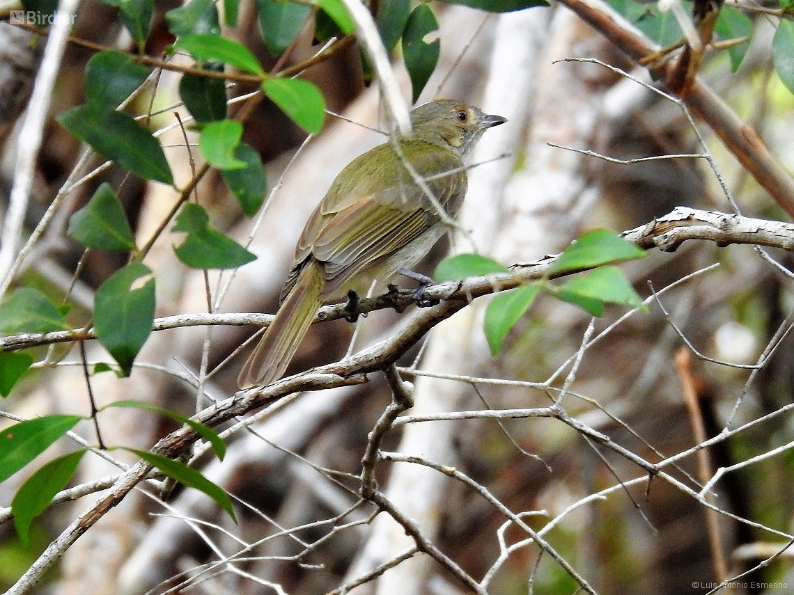 Neopelma pallescens