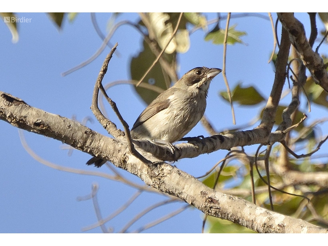 Neothraupis fasciata