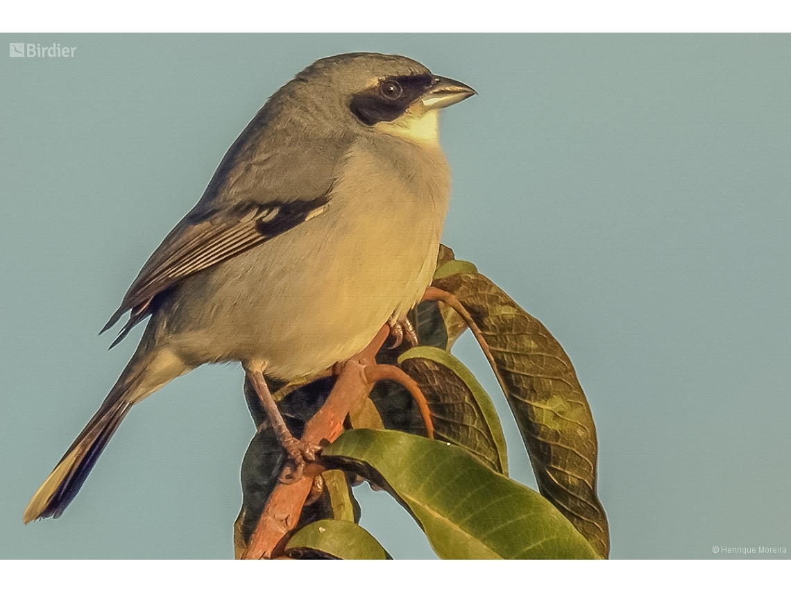 Neothraupis fasciata