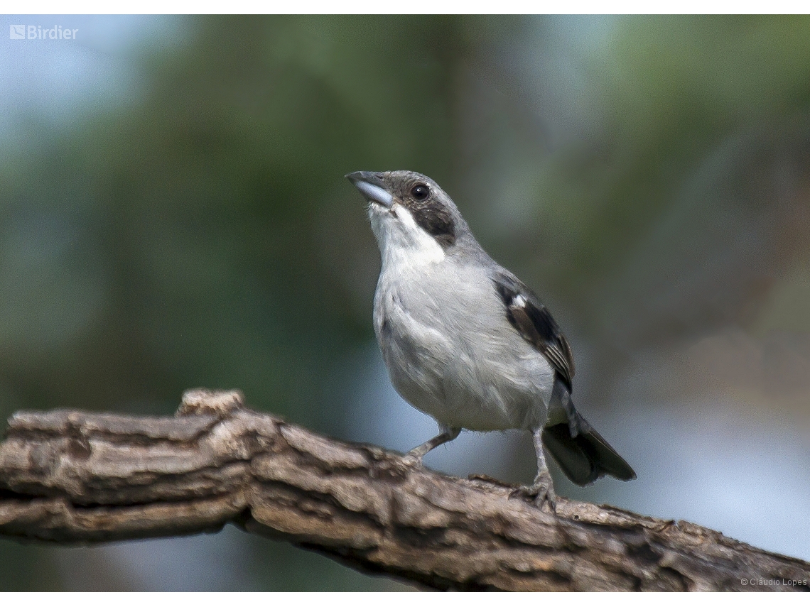 Neothraupis fasciata