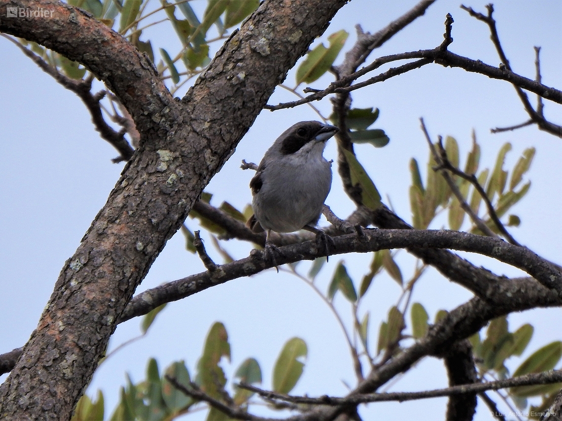 Neothraupis fasciata